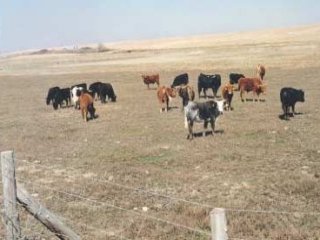 VACAS (1)  CAMPO APEROS